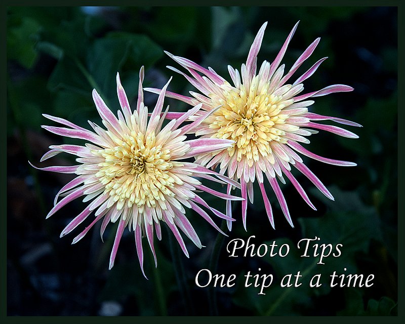 photo tips.jpg