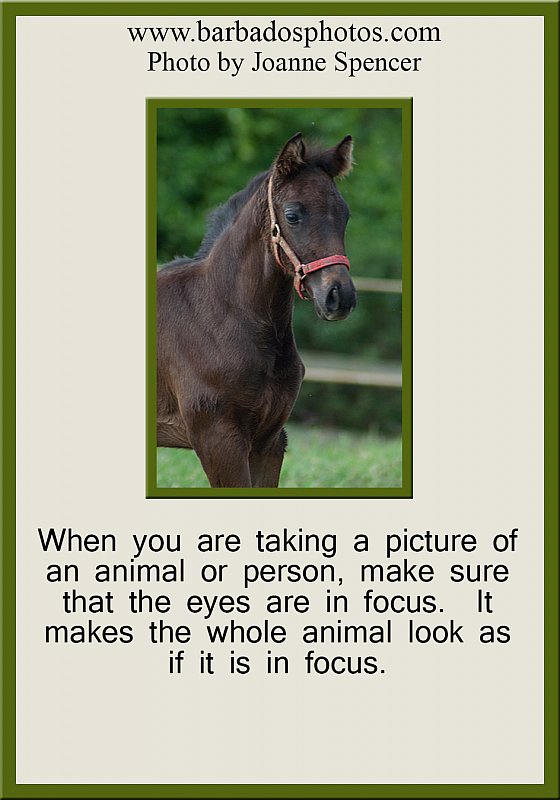 photo tip - foal - focus.jpg
